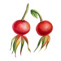 Rosehip berry isolated on white background. Hand drawn watercolor illustration, red berry