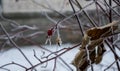Rosehip berry in winter covered with snow crystals Royalty Free Stock Photo