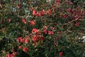 Rosehip bloom. red flowers on a green tree Royalty Free Stock Photo