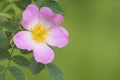 Rosehip blooms. Large wild rose flower