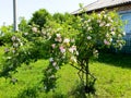 Rosehip blooms near my house in Ukraine