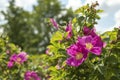 Rosehip blossom with pink flowers. Two large wild rose flowers