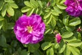 Rosehip blossom, pink magenta open flower. Bright summer natural postcard