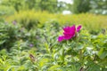 Rosehip blossom, pink magenta opening flower