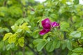 Rosehip blossom, pink magenta wild rose bud