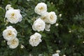 Rosehip blossom with white flowers. A wild rose bush with many open flowers