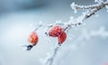 Rosehip branch with berries covered with frost on a blurred background_ Royalty Free Stock Photo