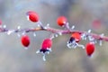 A rosehip branch covered with frost and ice with red berries in winter Royalty Free Stock Photo