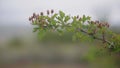 Rosehip branch fluctuates in the wind, close-up, soft focus