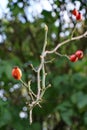 Rosehip, a branch without leaves. Autumn. Dark foliage on the background. Dim sun