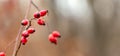 Rosehip branch with red berries on a dark blurred background, copy space Royalty Free Stock Photo