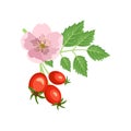 Rosehip branch with rose flower and berries. Source of vitamin C. Elements for summer and autumn design Royalty Free Stock Photo