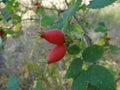 Rosehip on a branch with small green leaves Royalty Free Stock Photo