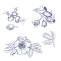 Rosehip branches in engraving style Royalty Free Stock Photo