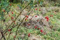 Rosehip Branches with Lots of Rred Fruits