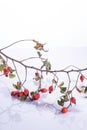 Rosehip branches with red berries on a white background Royalty Free Stock Photo