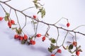 Rosehip branches with red berries on a white background Royalty Free Stock Photo