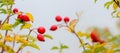 Rosehip branches with red berries and yellow leaves in autumn against a light background Royalty Free Stock Photo