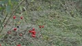 Rosehip Branches Swaying in the Wind