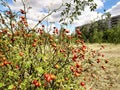 Rosehip bush against the background of the building and the sky