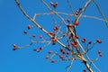 Rosehip bush in a bright January day