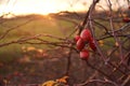 Rosehip bush on fire