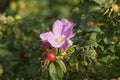 Rosehip bush