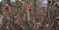 Rosehip bush with fruit residues in winter