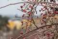 Rosehip bush - lat. pometum - in winter it is covered with ice. Photo of me blurred background - beautiful bokeh Royalty Free Stock Photo