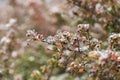 Rosehip bush - lat. pometum - in winter it is covered with ice. Photo of me blurred background - beautiful bokeh Royalty Free Stock Photo