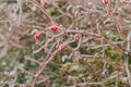 Rosehip bush - lat. pometum - in winter it is covered with ice. Photo of me blurred background - beautiful bokeh Royalty Free Stock Photo