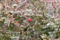 Rosehip bush - lat. pometum - in winter it is covered with ice. Photo of me blurred background - beautiful bokeh Royalty Free Stock Photo