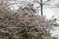 Rosehip bush - lat. pometum - in winter it is covered with ice. Photo of me blurred background - beautiful bokeh Royalty Free Stock Photo