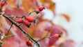 Rosehip bush with red berries against the background of autumn leaves Royalty Free Stock Photo