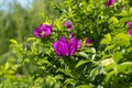 rosehip bush with red flowers in spring Royalty Free Stock Photo