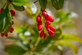 Rosehip bush with red fruits