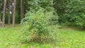 A rosehip bush with ripening fruits grows in a grassy glade of the city park. The trunks of coniferous trees are visible behind it