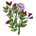 Rosehip bush. Sketch scratch board imitation. Color. Engraving vector Royalty Free Stock Photo