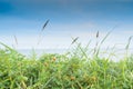 Rosehip on the coast of a deserted beach on the seashore Royalty Free Stock Photo