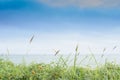 Rosehip on the coast of a deserted beach on the seashore Royalty Free Stock Photo