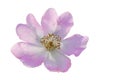 Rosehip or dog rose is blooming. Large wild rose flower. White background, isolated