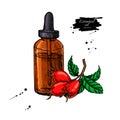 Rosehip essential oil bottle with berry Hand drawn vector illustration. Isolated drawing for aromatherapy treatment, Royalty Free Stock Photo