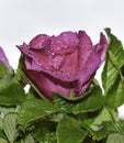 Rosehip flower with drops of scatterings Royalty Free Stock Photo