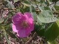 Rosehip Flower