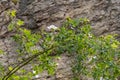 Rosehip flower, Wild Rose with buds in white, yellow Royalty Free Stock Photo