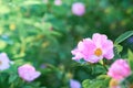 Rosehip flowers on the bush, copy space