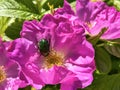 Rosehip flowers with green maybug close up Royalty Free Stock Photo