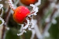 Rosehip fruit covered with hoarfrost.