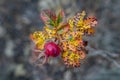 Wilting saturated rose leaves and berry in autumn. macro Royalty Free Stock Photo
