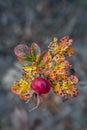 Wilting saturated rose leaves and berry in autumn. macro Royalty Free Stock Photo